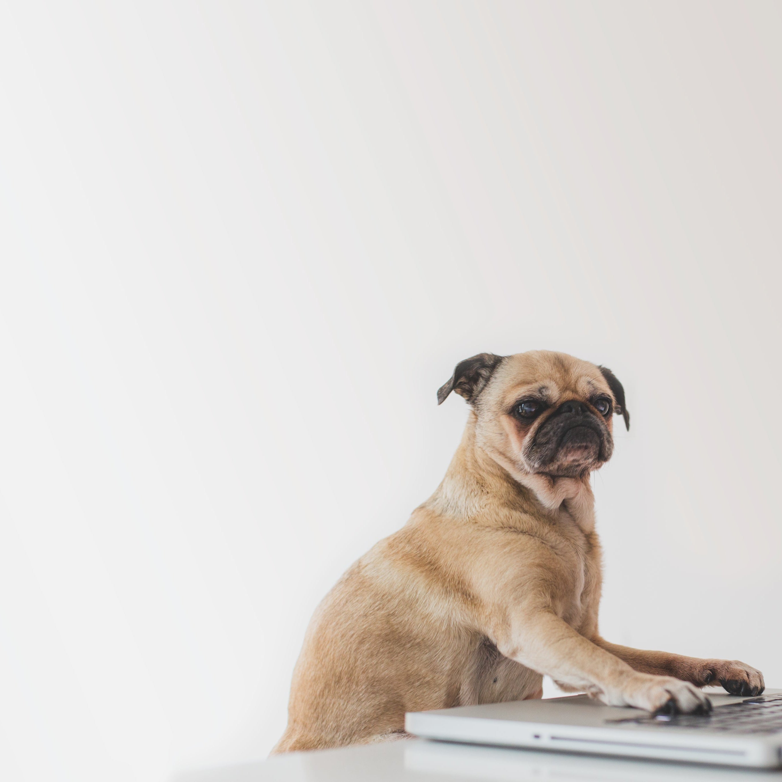 pug typing at a laptop